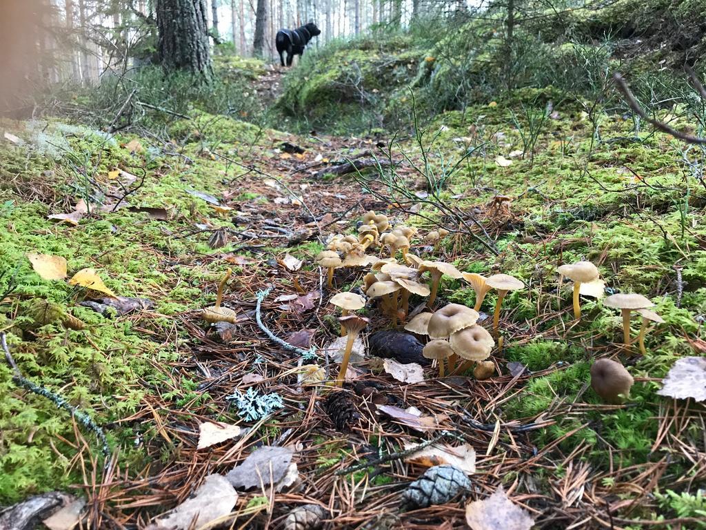 Stf Kolarbyn Eco-Lodge Skinnskatteberg Bagian luar foto